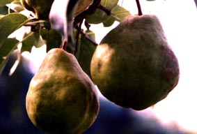 pear